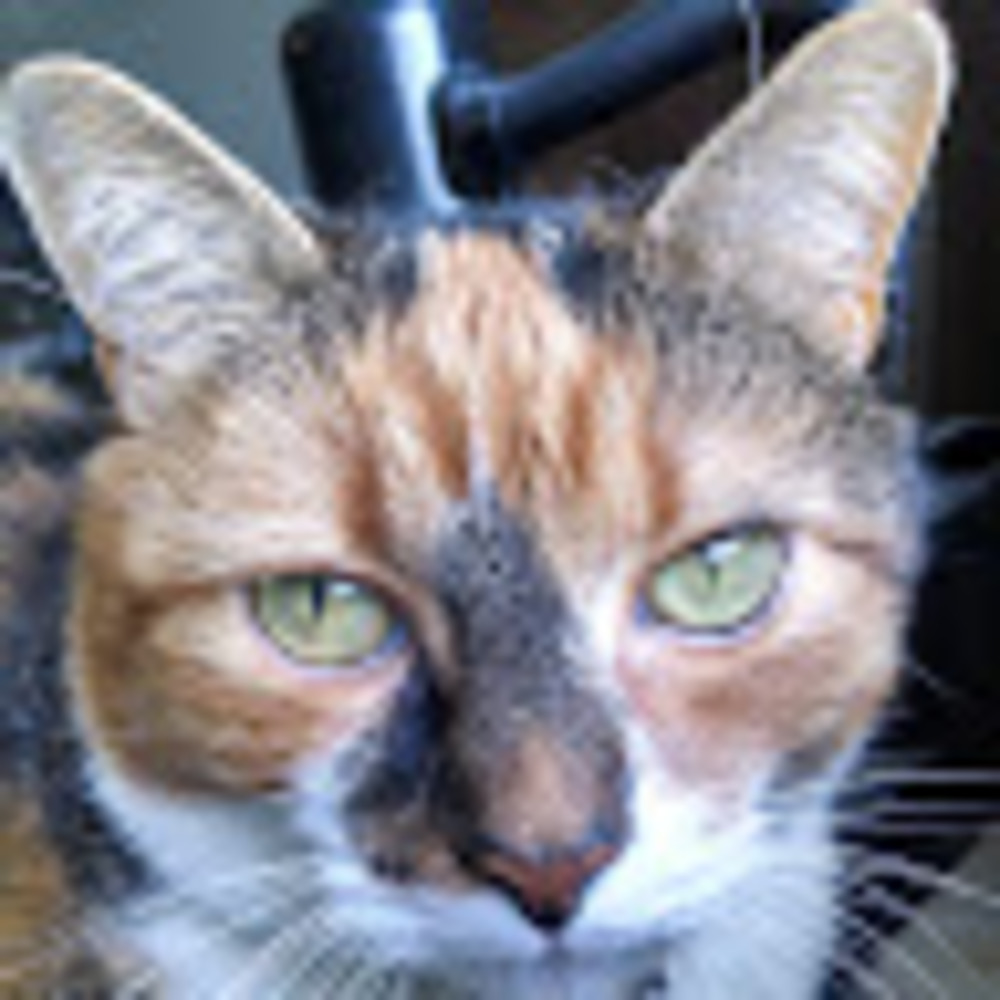 Meet your Posher, Tara